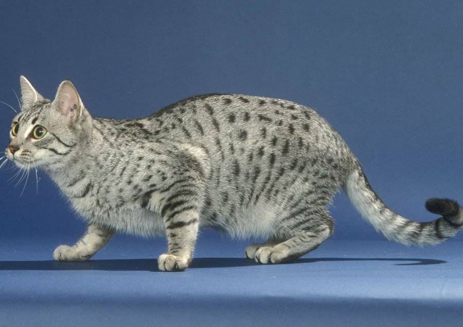 Кошка египетская мау: описание характера и внешности, уход за питомцем и его содержание, фото кота
