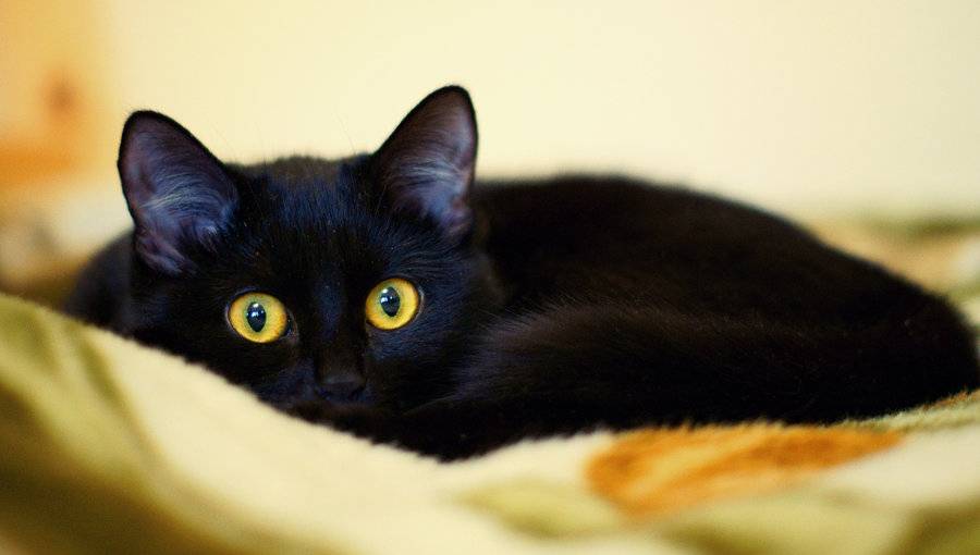 Разнообразие пород черных кошек, их описание и фото питомцев