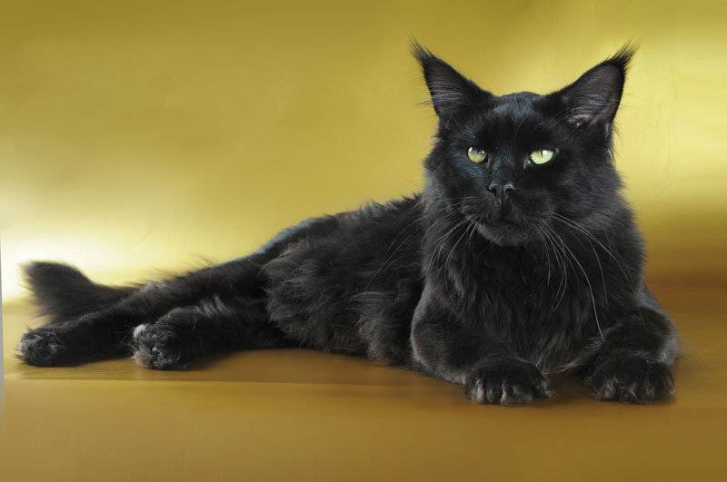 Какого цвета глаза у черной кошки