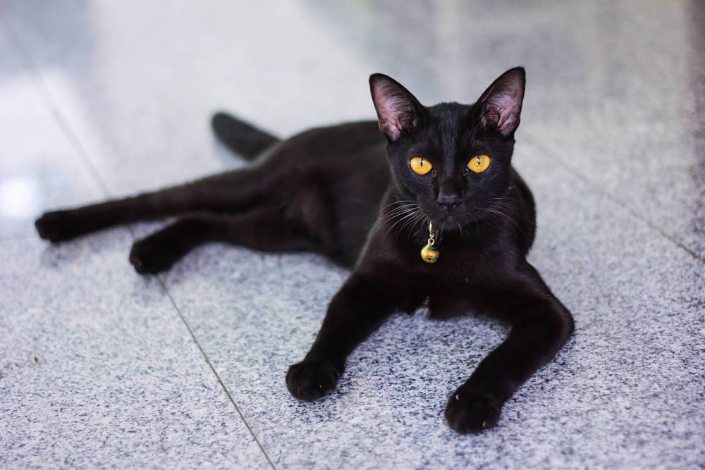 10 пород черных кошек: с желтыми глазами, пушистые, с белой грудкой и лапками