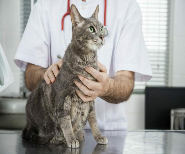 Отек легких у кота: причины, как проявляется, смертельно или нет, как лечить