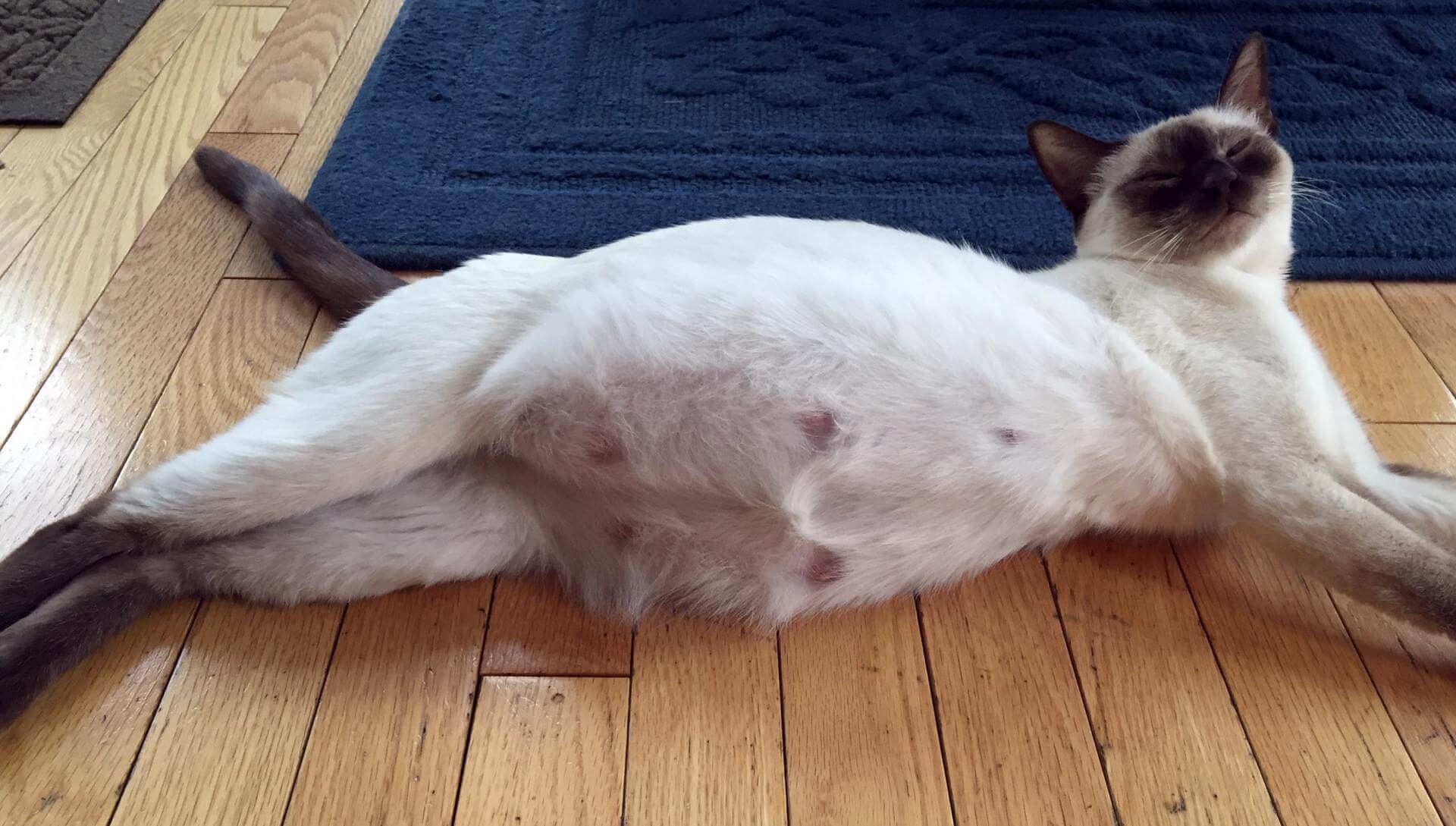 Беременная кошка сколько котят фото