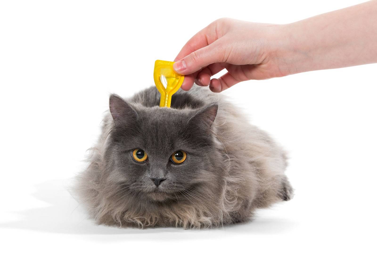 Гельминтал капли на холку для кошек: инструкция по применению, противопоказания
