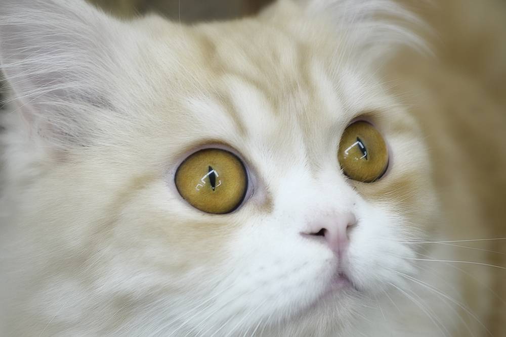 Конъюнктивит у кошек лечение в домашних условиях – чем лечить коньюктивит у котят?