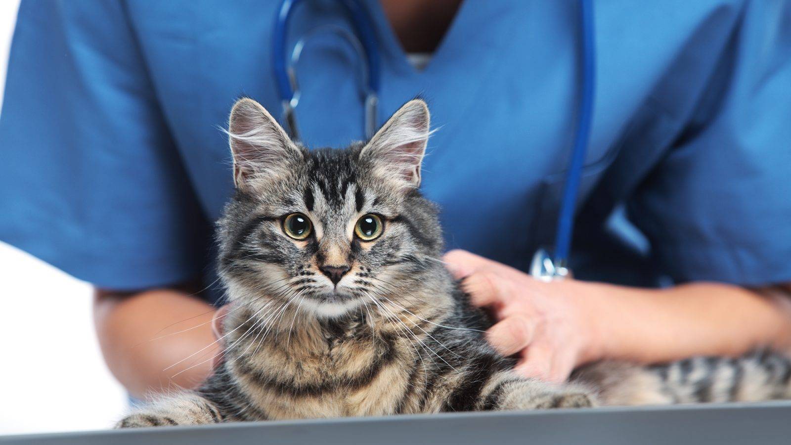 Кожные заболевания у кошек милиарный дерматит