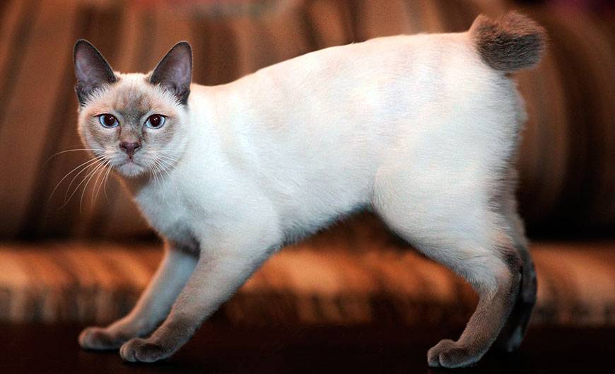 Сколько живет кошка меконгский бобтейл
