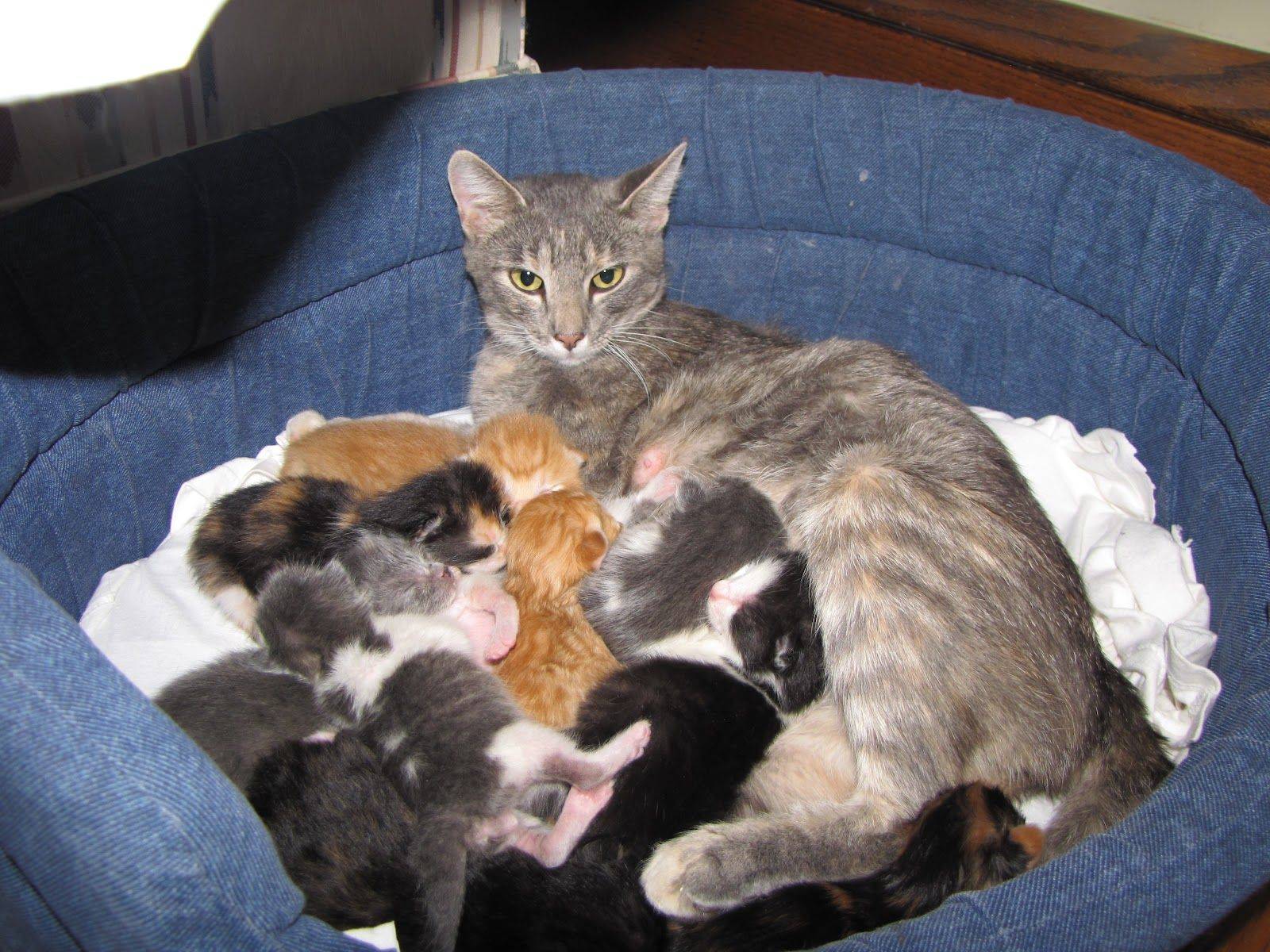 Корм для кошки после родов