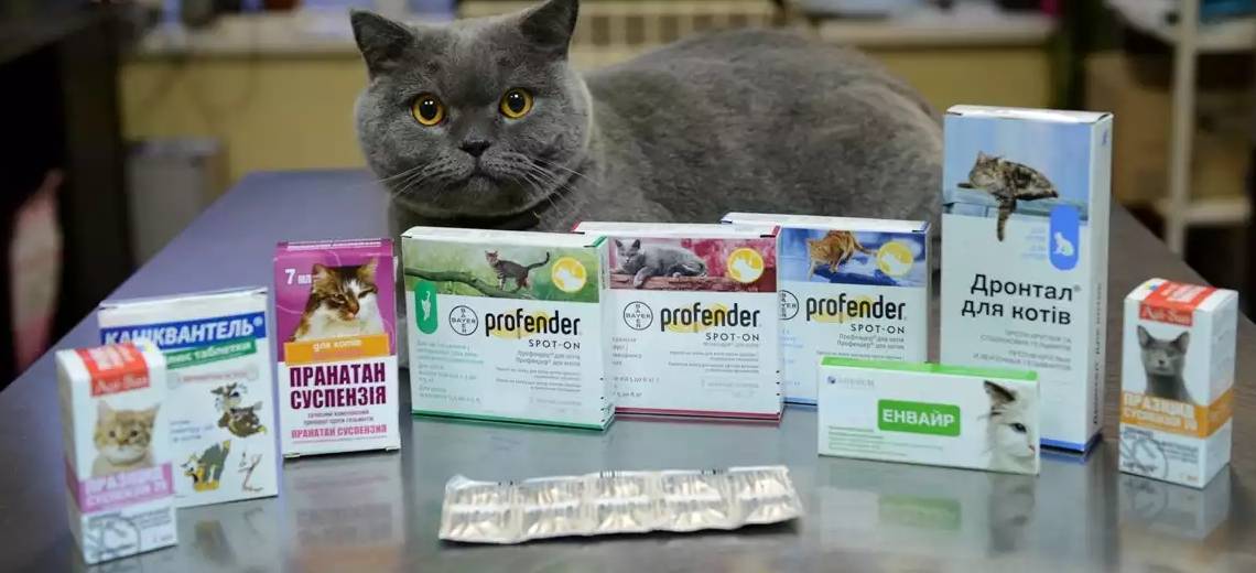 Обзор препаратов для кошек от глистов