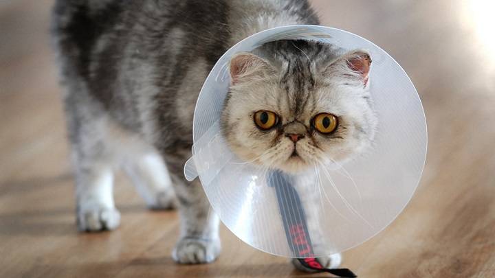У кошки пиометра лечение в домашних условиях thumbnail