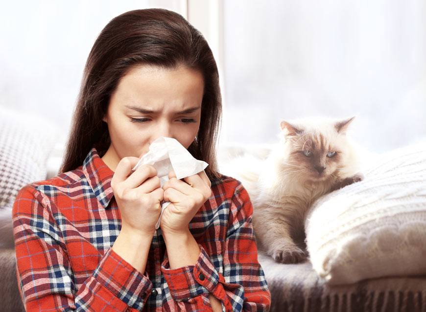 Какие симптомы аллергии у человека на кошек