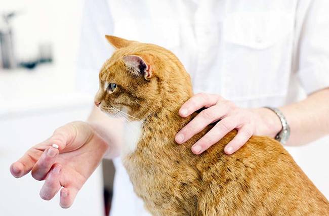За сколько дней до прививки глистовать кошку