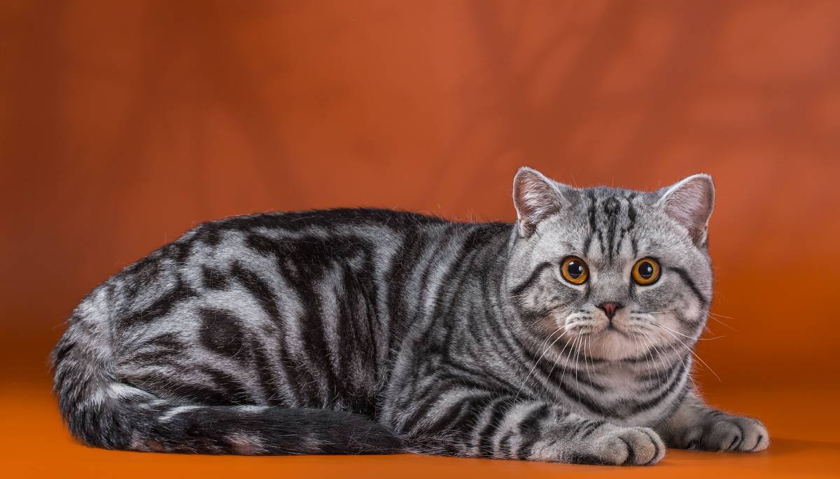 Шотландская порода кошек окрасы. Шотландскийкороткошёрстная кошка. Британский короткошерстный кот полосатый. Скоттиш страйт полосатый. Чистокровный британец кот полосатый.