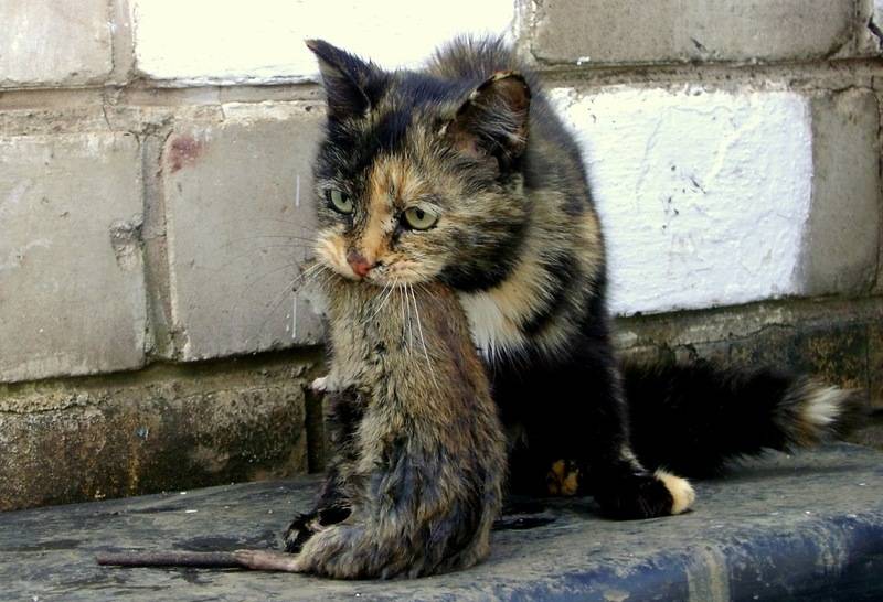 У шотландского котенка понос с кровью что делать в домашних условиях