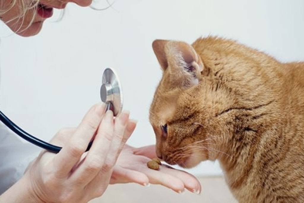Какие прививки ставить кошке в год