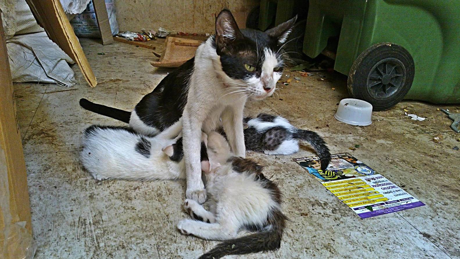 Бездомная кошка с котятами
