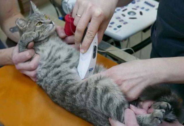 Болезни поджелудочной у кошек симптомы лечение в домашних условиях thumbnail