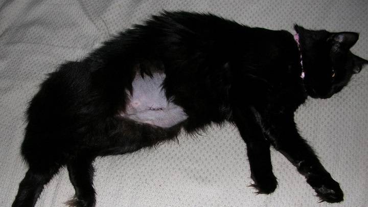 Лечение воспаление матки у кошек в домашних условиях