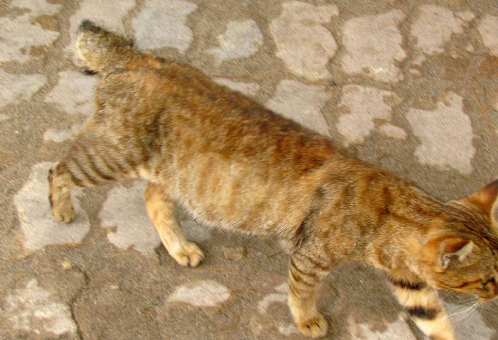 Перелом хвоста у кошки симптомы фото