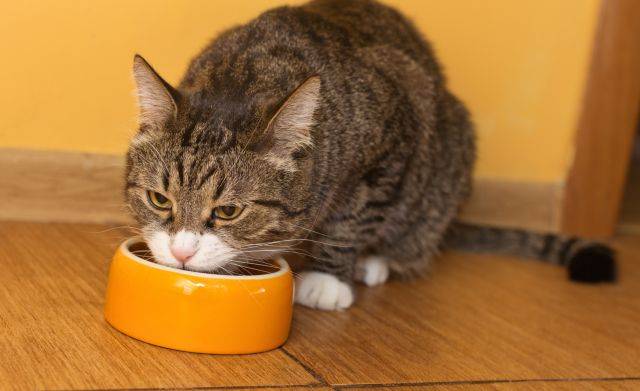 Асцит у кошек: 105 фото и видео процесса лечения брюшной водянки у кошек