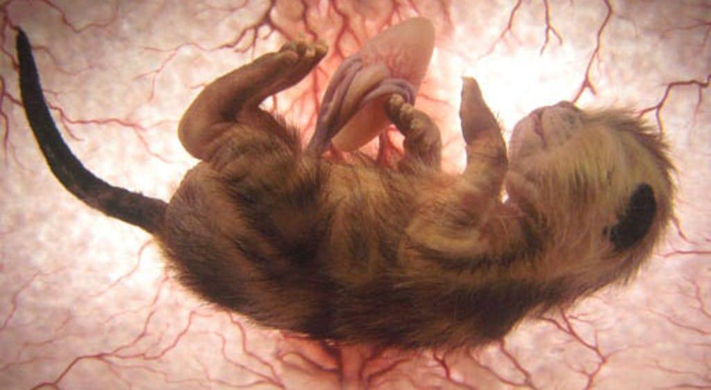 На каком сроке растет живот у кошки при беременности