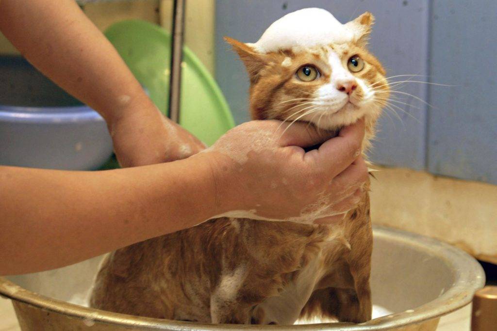 Аллергия на котов симптомы какие лекарства. Аллергия на кошек: правила совместной жизни