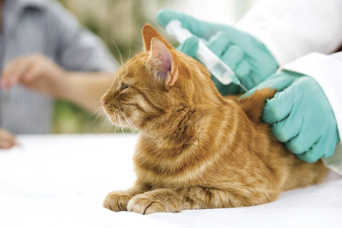Сколько действуют прививки для кошек
