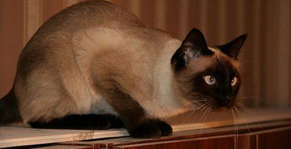 Сколько лет живут кастрированные кошки в домашних условиях