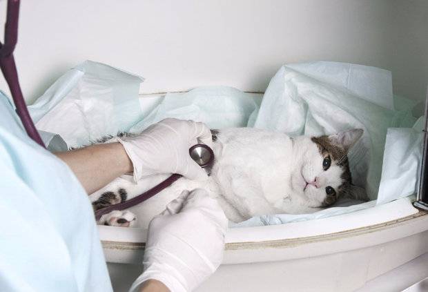 Пироплазмоз у кошек лечение в домашних условиях