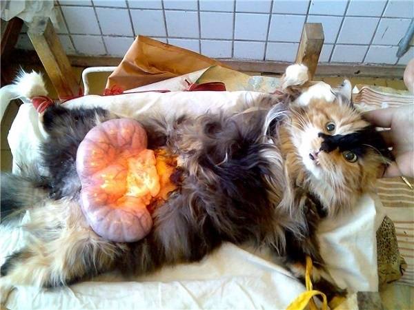 Воспаление матки у кошки лечение в домашних условиях