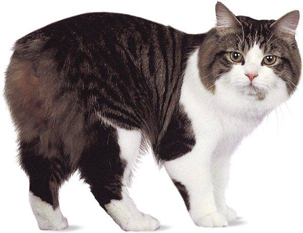 Перелом хвоста у кошки симптомы фото