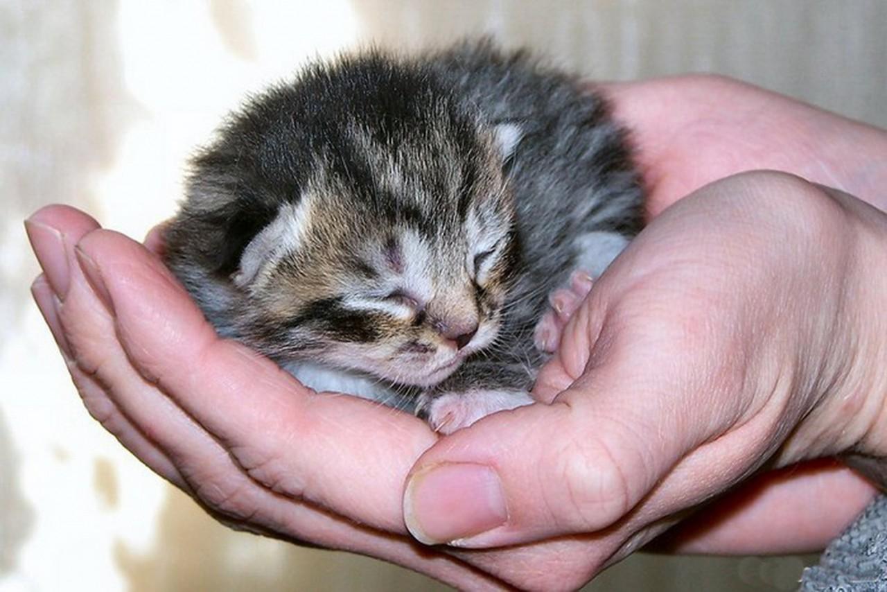 Рождающие котята. Кошки маленькие. Маленький котенок. Маленькие маленькие котики. Малюсенькие котята.