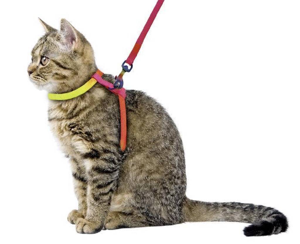 Как одеть ошейник на кошку для прогулки пошаговое фото