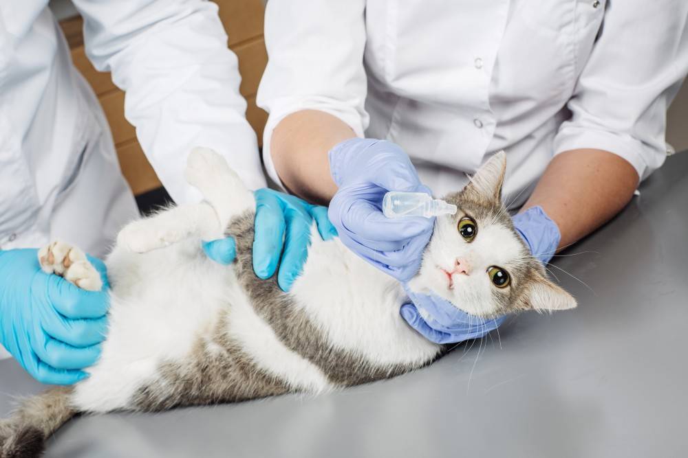 Фолликулярный конъюнктивит у кошек лечение в домашних условиях