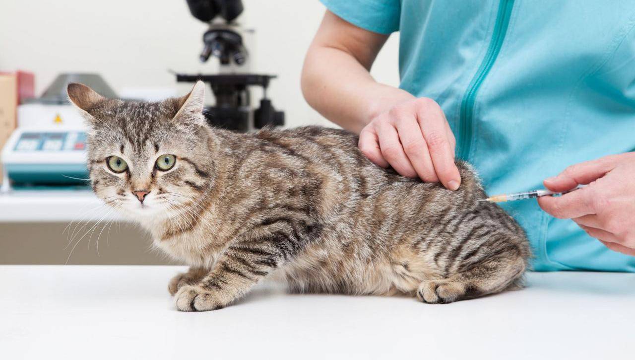 Какие прививки делать кошке в год