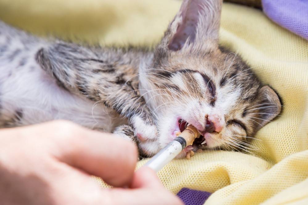 Перитонит у кошек лечение народными средствами