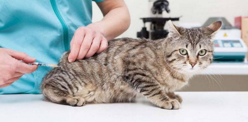 Болезни кошек поджелудочная железа лечение thumbnail