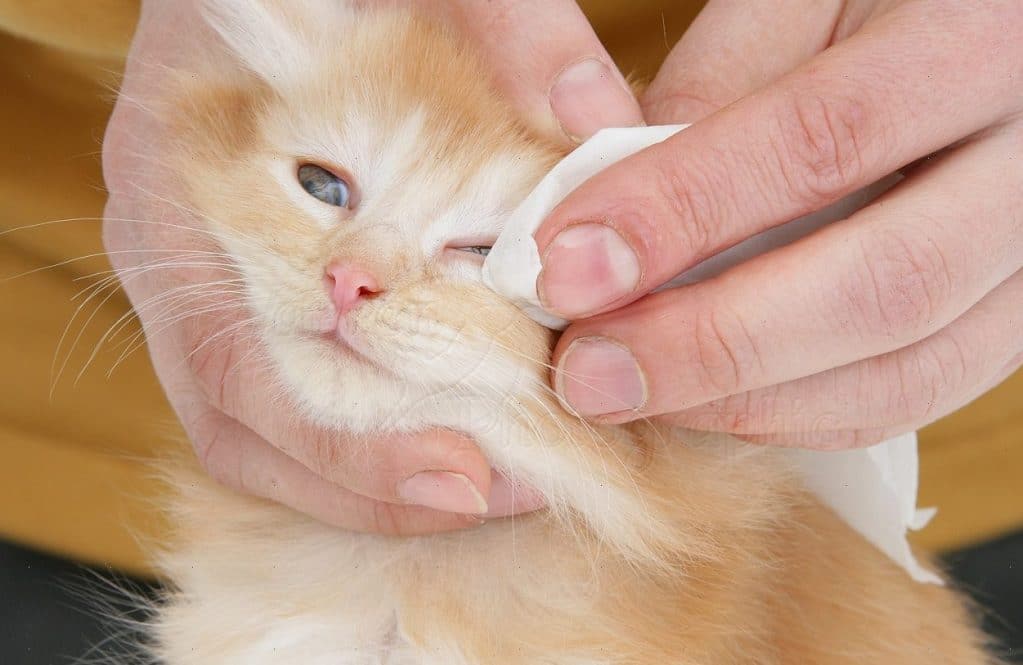Лечение конъюнктивита у кошек народными средствами