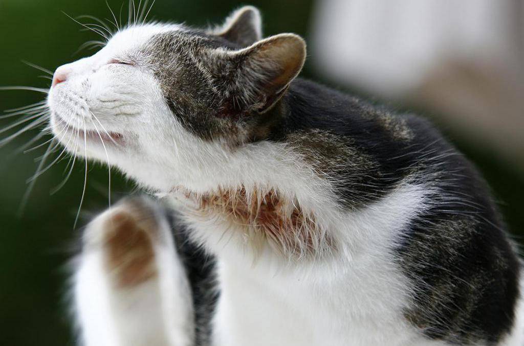 Дерматит на ушных раковинах у кошки