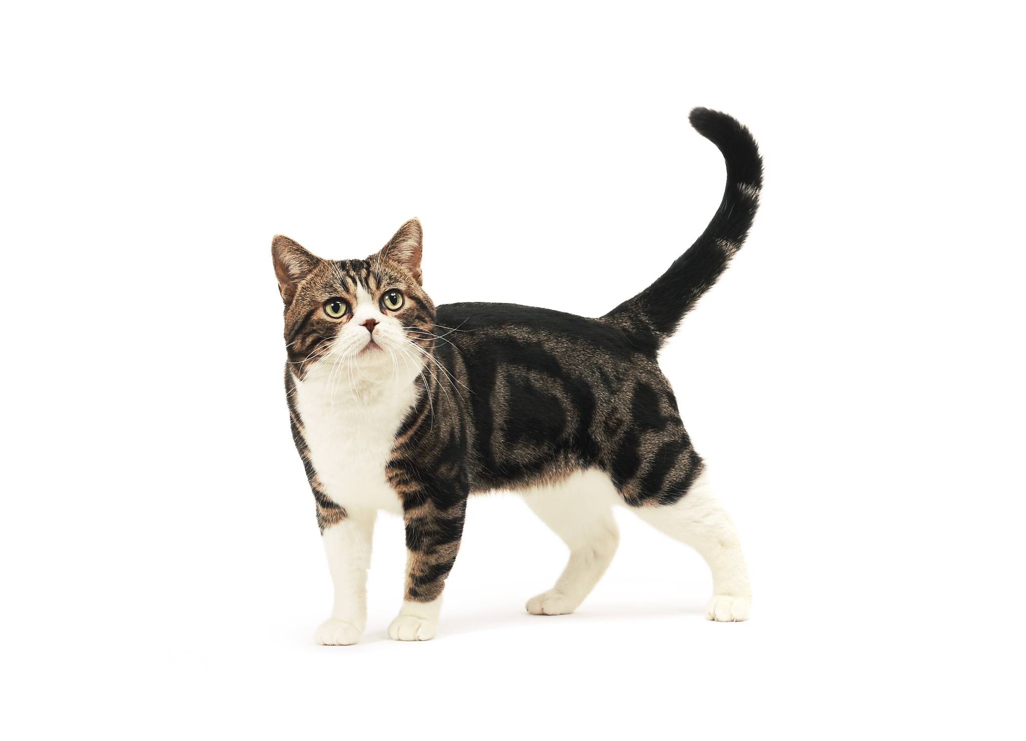 Особенности породы американская короткошерстная кошка