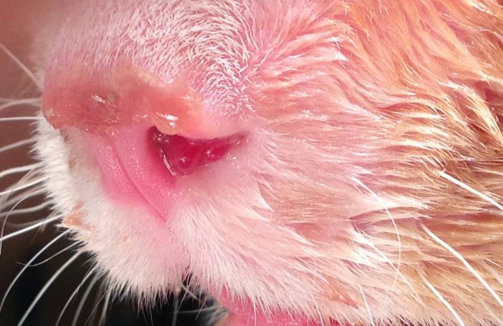 У кота идет кровь из носа от ушиба