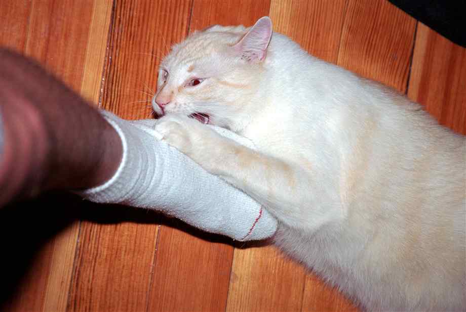 Почему кошки перебирают лапами. Кот вцепился в руку. Кот кусает ногу. Кот вцепился в ногу.
