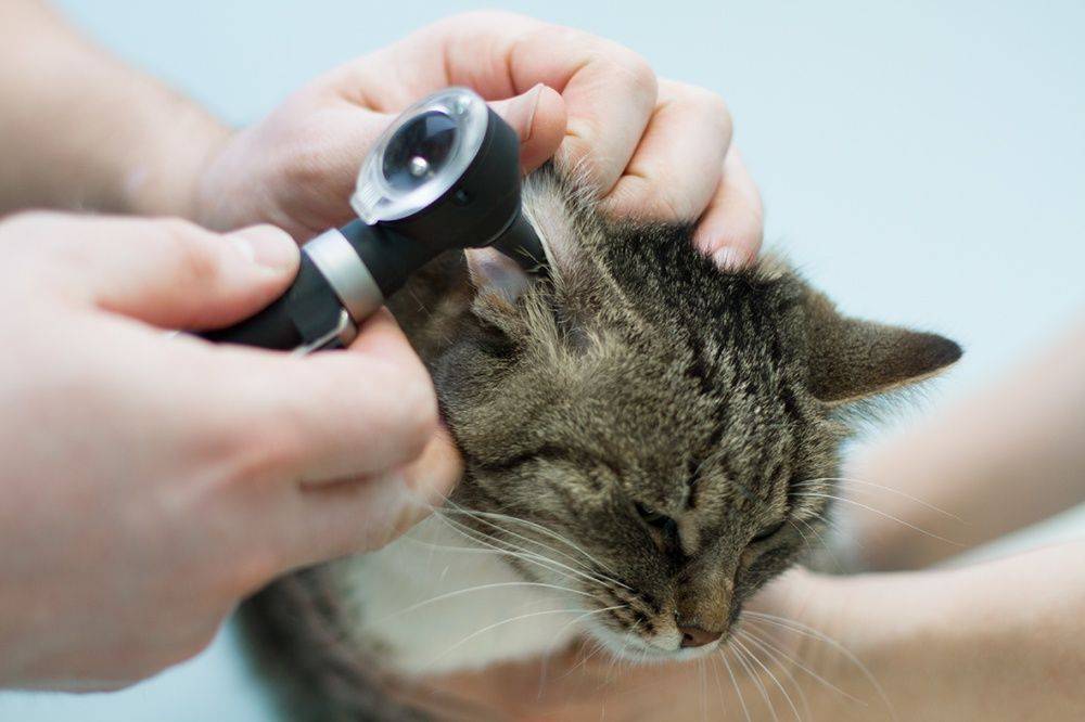 Капли от ушного клеща для кошек какие лучше