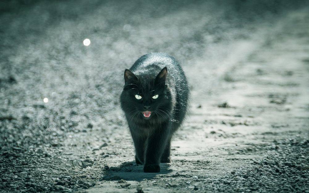 Черный кот в доме: приметы, суеверия разных стран, сны
