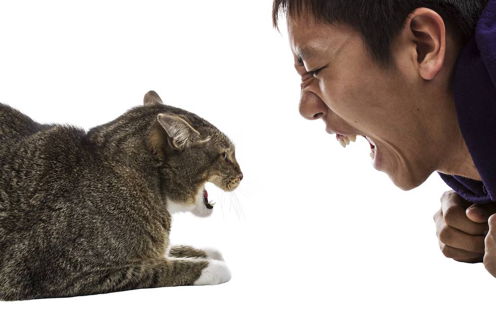 ris.1. napadenie kota na hozjaina javljaetsja negativnym projavleniem haraktera zhivotnogo