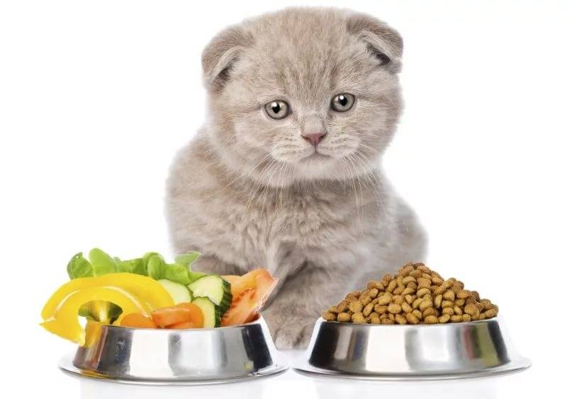 Можно ли кормить кошек разными кормами сухим и влажным