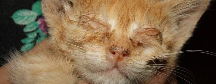 Герпес на губе у кошки лечение в домашних thumbnail