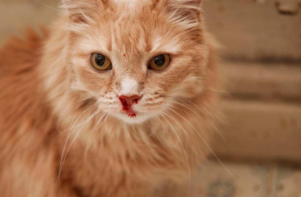 Кровь из носа у котенка ушиб