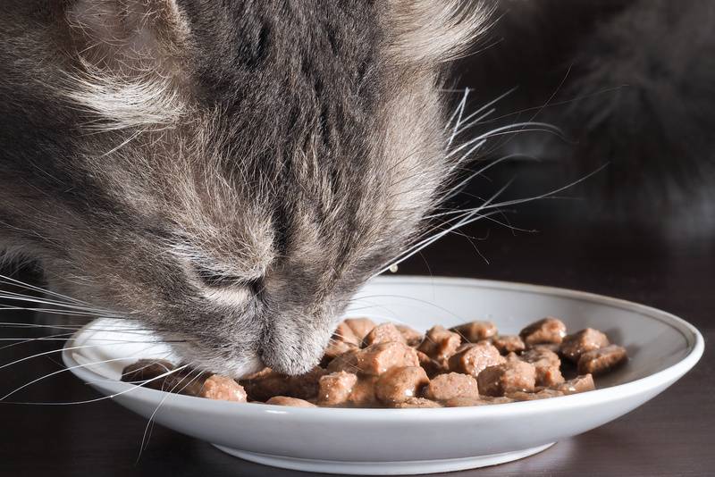 Сочетание сухих и натуральных кормов для кошек