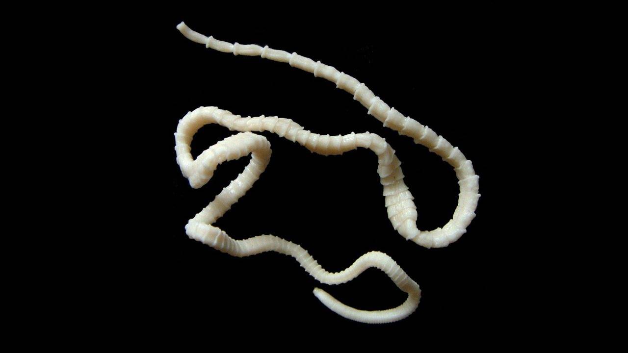 Ленточный червь у кошки. Дифиллоботриоз (в виде белых червей. Паразит 2024. Свиной цепень под микроскопом. Карликовый цепень под микроскопом.