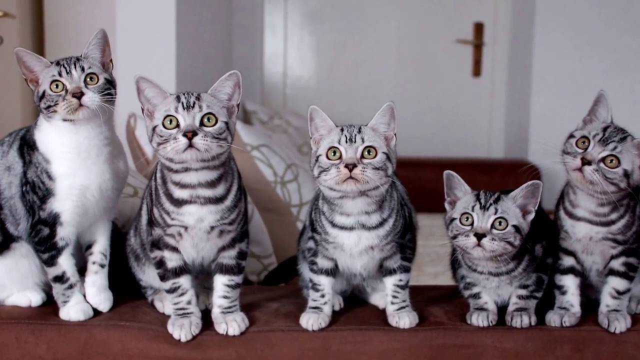 Американская короткошерстная кошка сколько живет